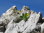 10 Fiorellini su roccia